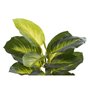Plante décorative DKD Home Decor PVC polypropylène 25 x 25 x 30 cm