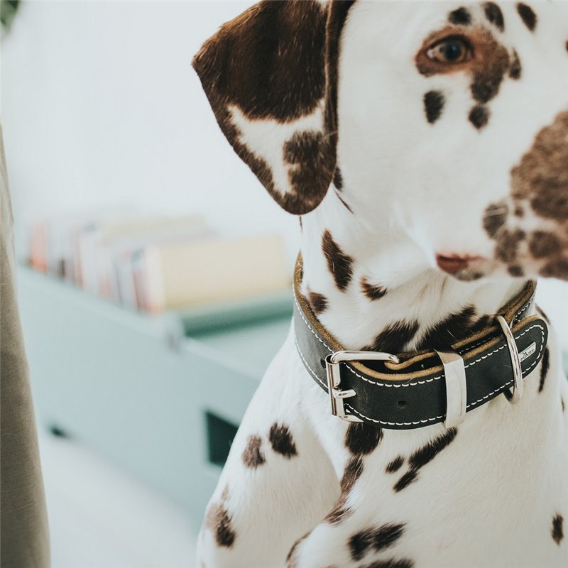 Image secondaire de Collier pour Chien Hunter Aalborg Noir (40-48 cm)