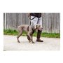 Harnais pour Chien Company of Animals Halti Taille M (34-56 cm)