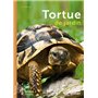 La Tortue de jardin