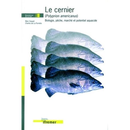 Le cernier (polyprion americanus)