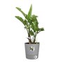 Pot de fleur Elho Plastique Rond Greensense Aqua Care Ciment Clair Ø 34.5 x H 34.1 cm 35 L