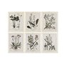 Cadre Home ESPRIT Shabby Chic Plantes botaniques 40 x 1