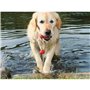 Jouet pour chien Trixie 22 cm