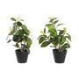 Plante décorative DKD Home Decor Vert PP PE Ficus (2 Unités) (21 x 18 x 30 cm)