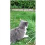 Kit harnais et laisse - AIMÉ - Reflechissant Rouge pour Chat