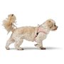 Harnais pour Chien Hunter SOHO MINI Rose XS/S