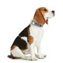 Collier pour Chien Hunter VARIO BASIC Bleu XL 45-65 cm