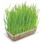 Cat Grass, 120g, Cat