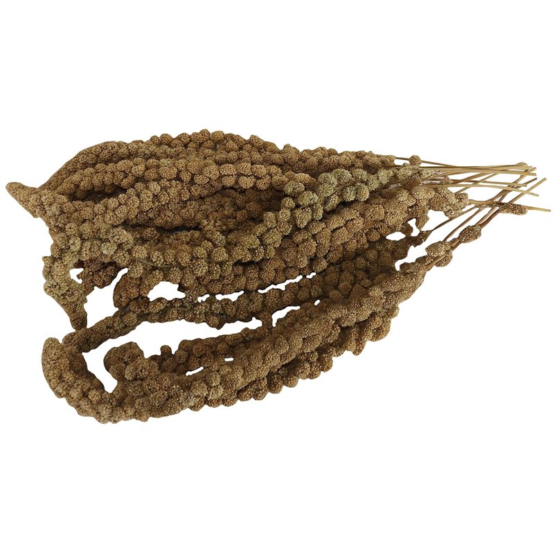 Aimé | Millet en Branches et Graines Oiseaux 250g | Millet en Grappes pour Oiseaux Domestiques 100% Naturel | Friandises Oiseaux