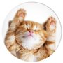 PopSockets | PopGrip | Support extensible et poignée pour smartphones et tablettes | Support de doigt Basic Snoozy Cat