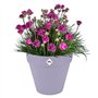 Pot de fleur - Elho - Loft Urban Rond - Roues 40 - Violet - L 39 x B 38.5 x H 35 cm - Extérieur - 100% recyclé