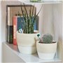 Seramis granulés pour cactus et plantes grasses, 2,5 L – Billes d’argile, substitut de terreau pour cactus stockant eau et nutri