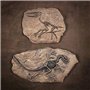 VOANZO Statue de fossile de dinosaure en résine - Modèle de squelette simulé - Décoration pour la maison ou le bureau