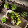 Faux Plantes succulentes colorées et décoratives avec