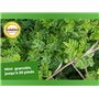 SOLABIOL Engrais Conifères et Arbustes d'ornement - 1,5 Kg - 100% Organique - Action Longue Durée SOCONY15