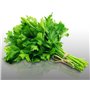 500 graines Aromatiques à semer - Le Grenier d'Abondance - PERSIL COMMUN PLAT - Petroselinum crispum