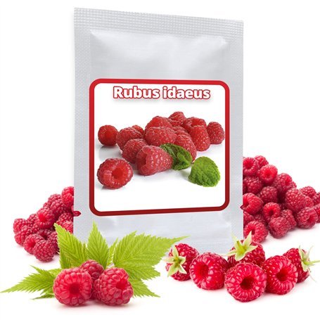 Framboise Rouge - env. 50 graines/pack - Rubusidaeus - résistant au gel/pluriannuelle