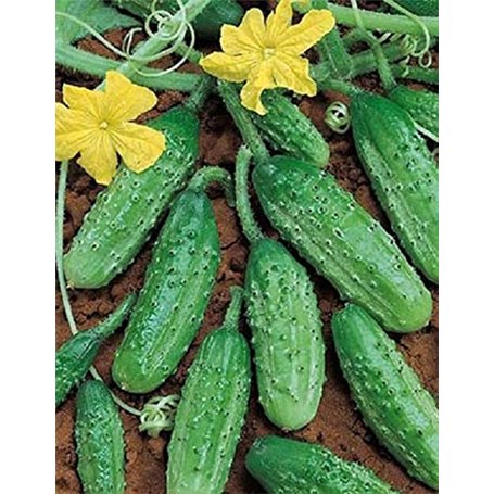 10 graines semences cornichon vert de paris espèce historique fruit légumes potager