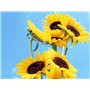 Lot de 20 graines de tournesol (Helianthus annus) bio non-OGM pour la maison Jardin Sunny Sun Flower Seeds Open Pollinated Seeds