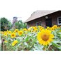 Lot de 20 graines de tournesol (Helianthus annus) bio non-OGM pour la maison Jardin Sunny Sun Flower Seeds Open Pollinated Seeds