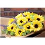 Lot de 20 graines de tournesol (Helianthus annus) bio non-OGM pour la maison Jardin Sunny Sun Flower Seeds Open Pollinated Seeds