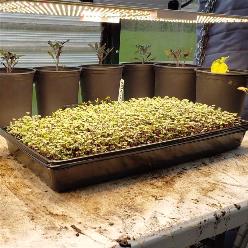 Image secondaire de Mengxin 5 Paquets 10 x 20 inches Plastique Plateau de Culture Plateau Semises Réutilisable Bac pour Plantation Noir pour Hydropo