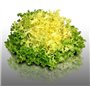 250 graines à semer - Le Grenier d'Abondance - CHICOREE FRISEE Grosse Pommant Seule - Cichorium