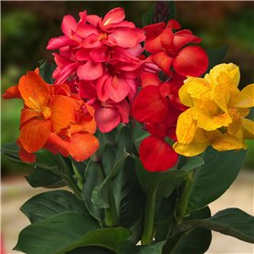 Collection de 5 Plantes Canna Géantes - Mélange de 5 Variétés - Grandes Plantes Vivaces Racines Nues des Pays-Bas (pas de graine