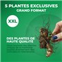 Collection de 5 Plantes Canna Géantes - Mélange de 5 Variétés - Grandes Plantes Vivaces Racines Nues des Pays-Bas (pas de graine