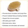 Firschoie 2 Pièces Brosse pour le corps de Massage, Brosse corporelle pour éliminer les peaux mortes, Utilisé pour améliorer cir