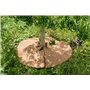 La Cordeline 10 Disques de Paillage en Fibre de Coco Naturel Ø 30 cm - 900g/m² - Tapis de Protection Contre Les Mauvaises Herbes