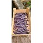 50 Graines de Haricot nain Amethyst - Format Petit Jardin