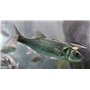 Jerkbait - Bar