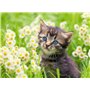 Ravensburger - Puzzle Adulte - Puzzle 500 pièces - Chaton dans la Prairie - Adultes et Enfants à partir de 12 Ans - Puzzle de qu