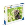 Ravensburger - Puzzle Adulte - Puzzle 500 pièces - Chaton dans la Prairie - Adultes et Enfants à partir de 12 Ans - Puzzle de qu