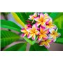 POFLO Engrais pour frangipanier Engrais pour Plumeria Fleur des temples (250ml)