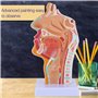 Benefischl Modèle anatomique du pharynx humain pour étudiants, études