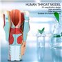 Modèle D'anatomie de la Gorge Humaine
