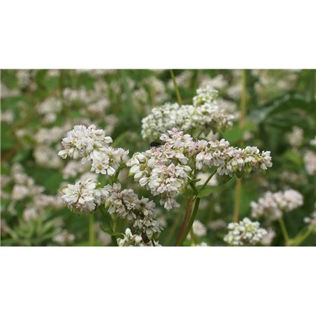 Graines de sarrasin - Fagopyrum esculentum - 50 + graines
