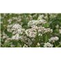 Graines de sarrasin - Fagopyrum esculentum - 50 + graines