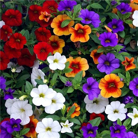LNuyoah 200Pièces graines de pétunia mélangées exotiques vivaces fleur ornementale fleurs colorées décorer la cour du jardin cré