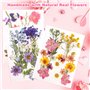 NVIYAM 66Pcs Fleurs Sechees Naturelles Vraies Fleurs Pressées Séchées Ensemble de Fleurs Séchées Pressées Naturelles Bricolage M
