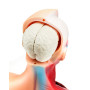 QWORK® 15 Pièces Modèle d'Anatomie Humaine - Crâne Cerveau Torse et Organes Internes - pour Étudiants en Médecine Médecins et En
