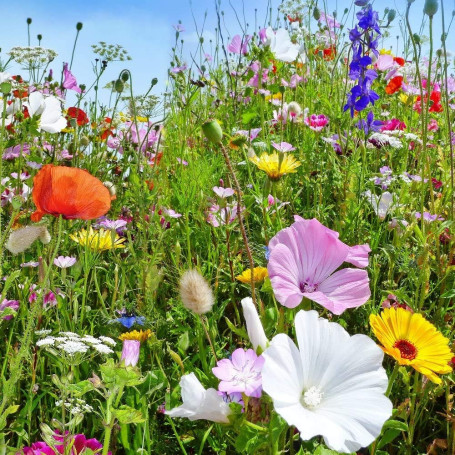 Maelsa® FLEURS ANNUELLES EN MELANGE SAUVAGES - annuelles et vivaces sachet de 2 grammes semences