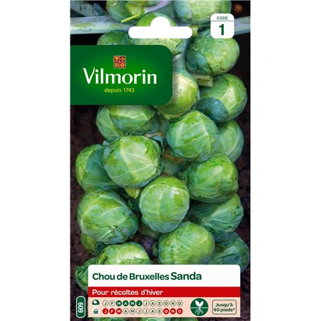 Vilmorin 3334841 Chou Vert 9 x 0.5 x 16 cm