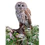 Fuzeau - 78282 - Appeau chouette hulotte en bois - Imite le cri de la chouette à la perfection - Ambiance nature - Dès 3 ans