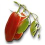 25 graines à semer - Le Grenier d'Abondance - TOMATE Cornue des Andes - fruits allongés et juteux