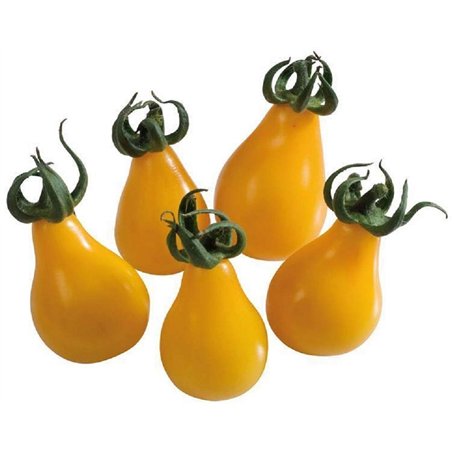 50 graines à semer - Le Grenier d'Abondance - TOMATE Poire Jaune Yellow Pearshaped - Cocktail Apéritif