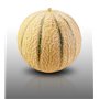 20 graines à semer - Le Grenier d'Abondance - MELON Charentais - Cucumis melo